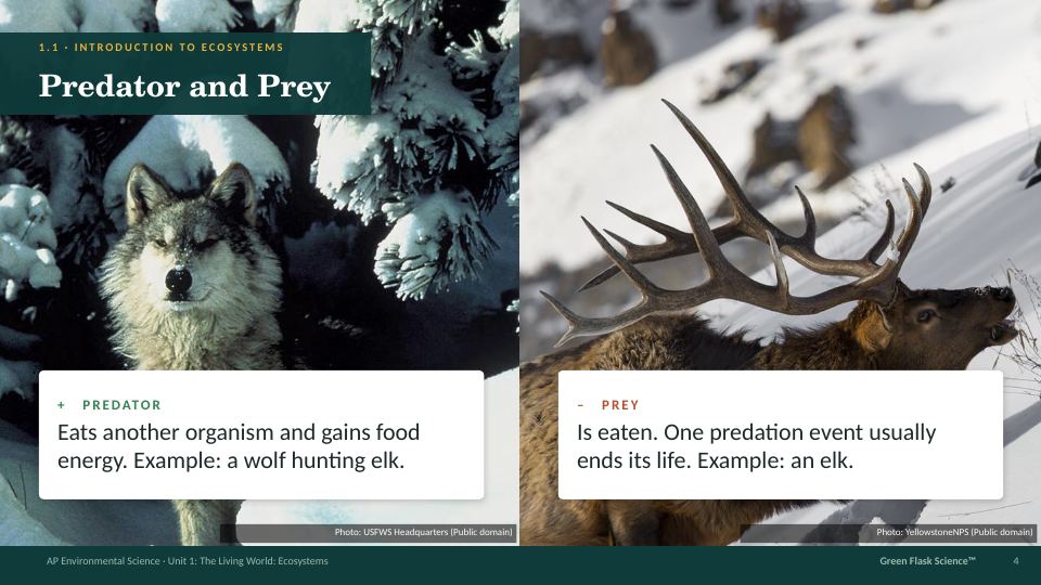 Lecture slide: Predator and Prey with photos and definitions