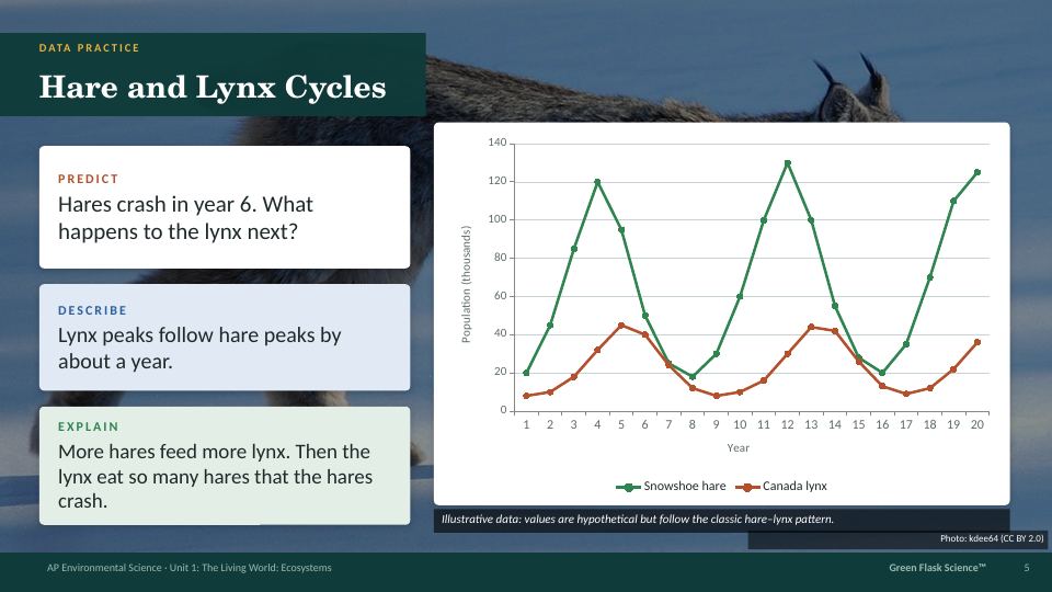 Data slide: Hare and Lynx Cycles with a population graph and predict, describe, explain prompts