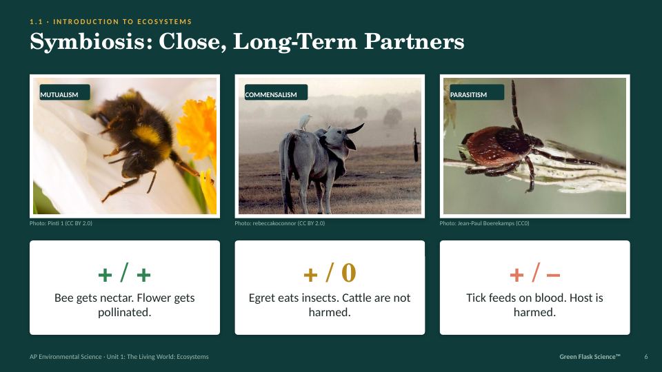 Concept slide: Symbiosis with three photo examples and sign notation