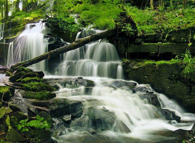 Forest stream
