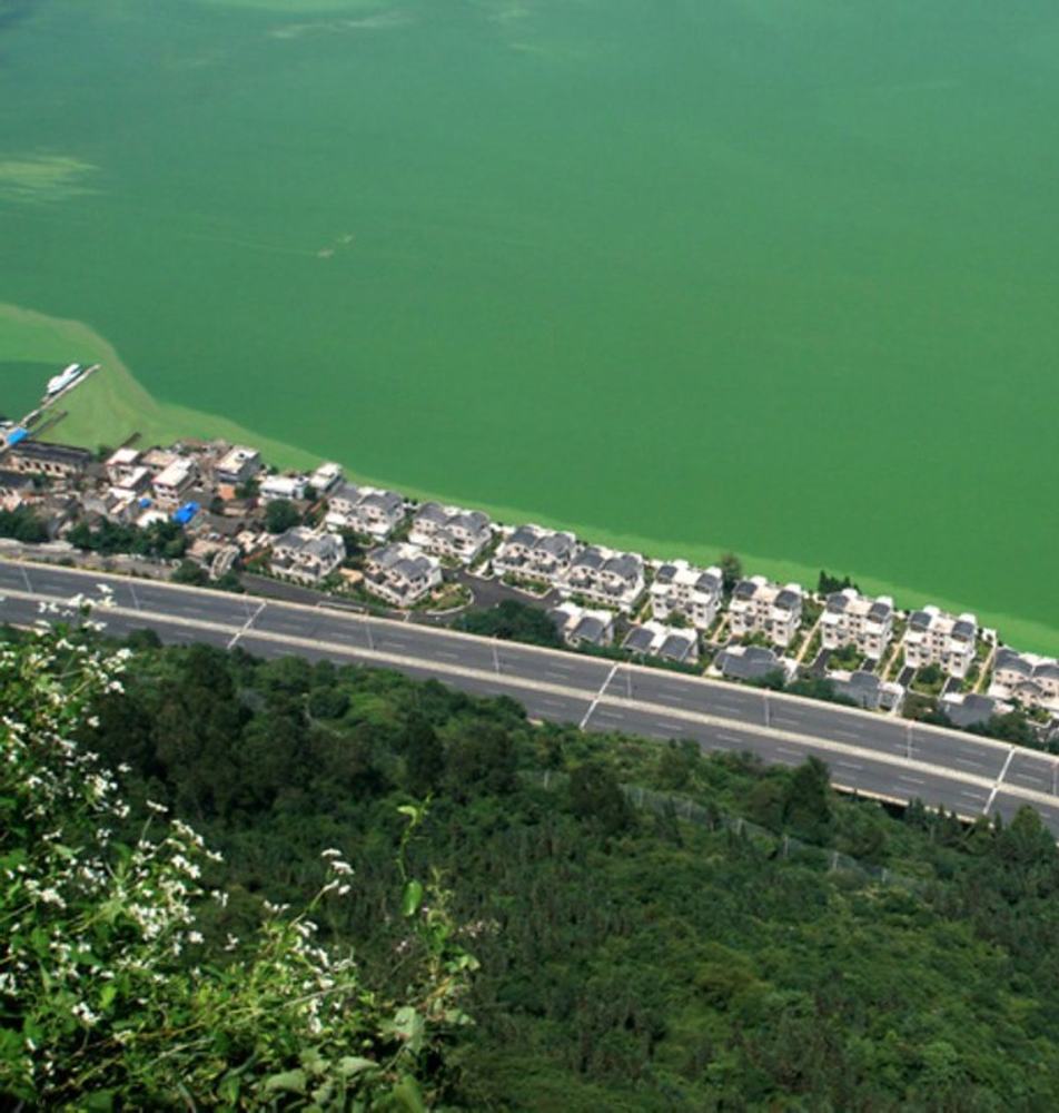 Algal bloom on a lake