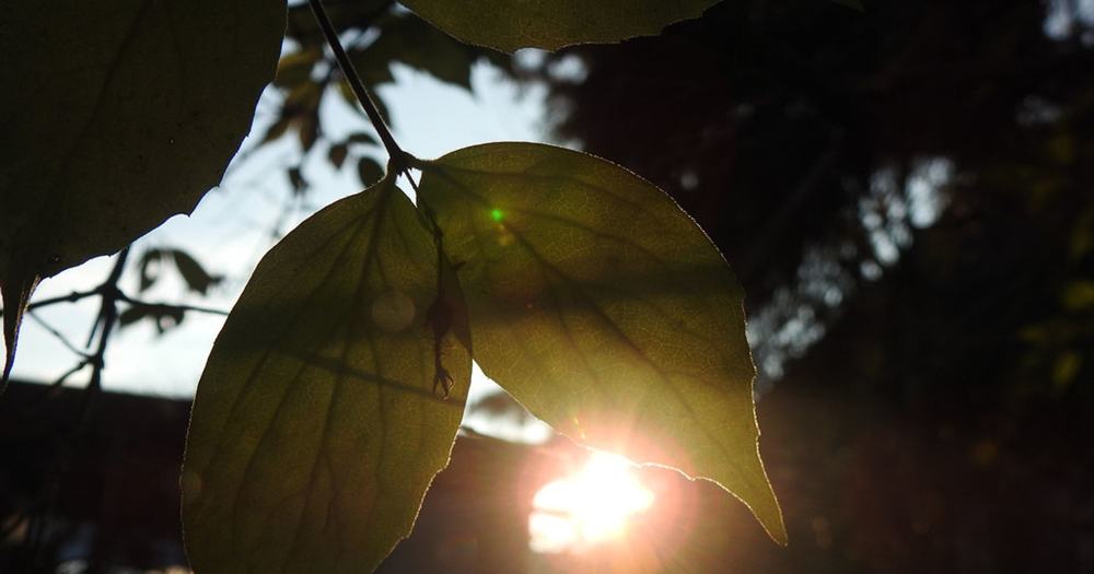 Sunlight through leaves