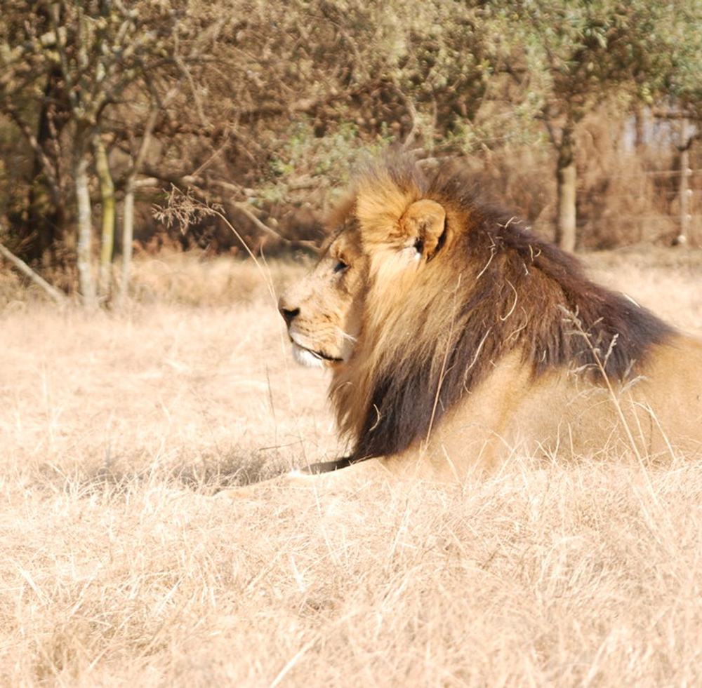 Lion in dry grass