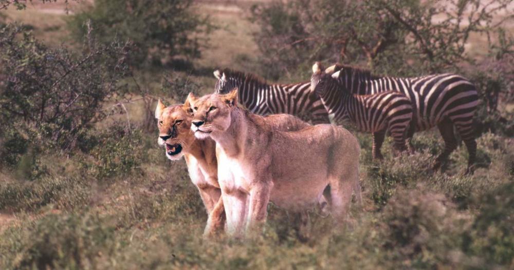 Lioness and zebras