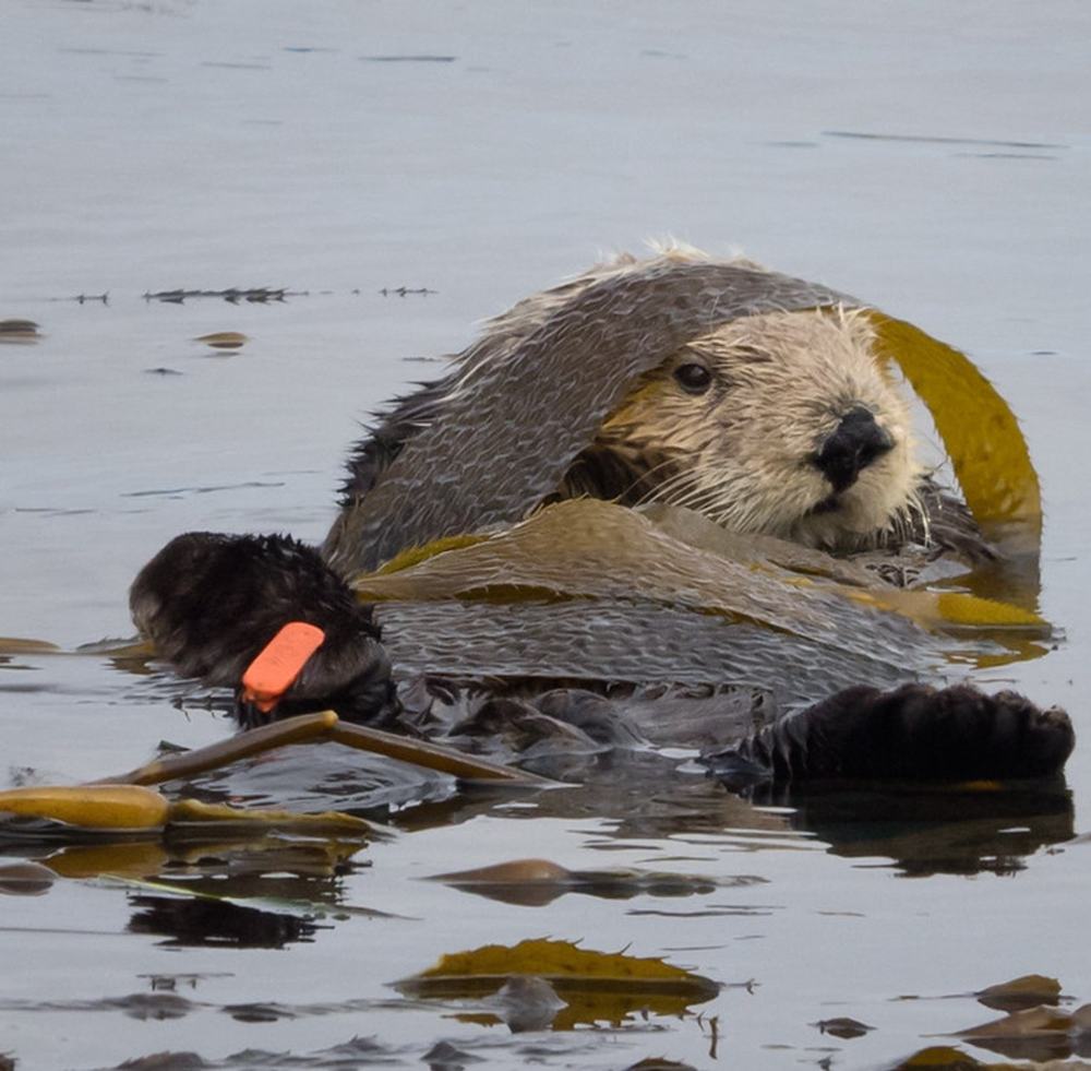Sea otter in kelp