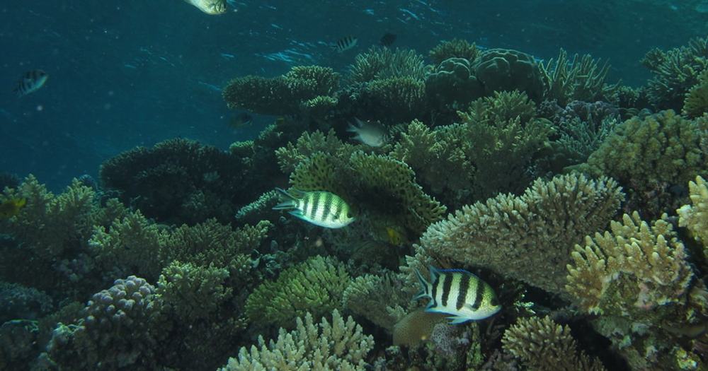 Coral reef