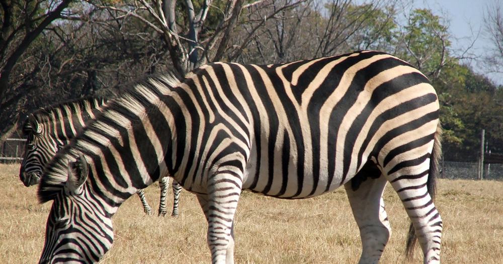 Zebra grazing